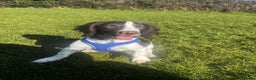 English Springer Spaniel dogs for sale: Male springer spaniel  - Advert 9