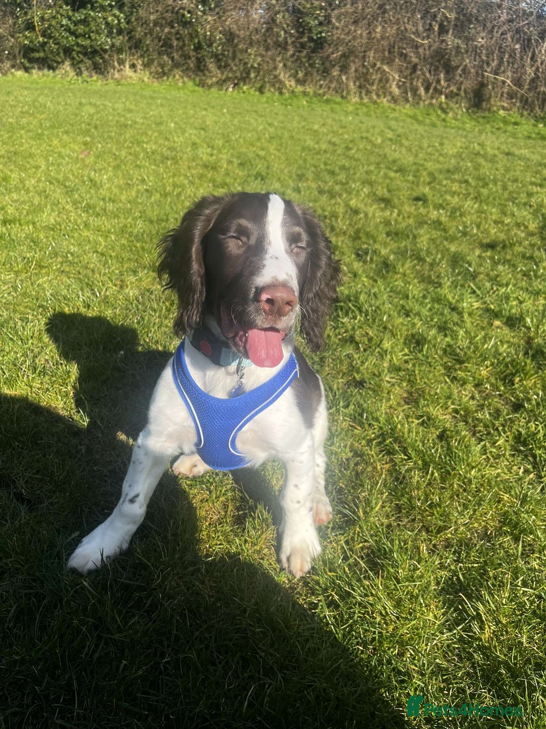 English Springer Spaniel dogs for sale: Male springer spaniel  - Advert 9