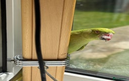 Ringnecks birds for sale: Stunning Green Female Ringneck Parakeet and cage  - Image 6