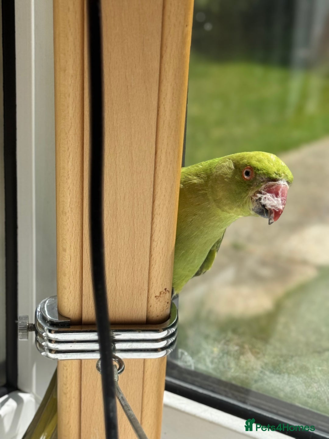 Ringnecks birds for sale: Stunning Green Female Ringneck Parakeet and cage  - Image 6