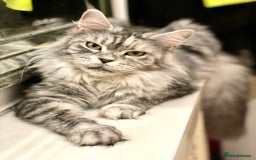 Maine Coon cats for sale: 🐾🩷 MISSY 🩷🐾 Maine Coon TICA Pedigree  - Image 1