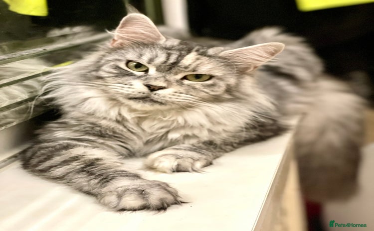 Maine Coon cats - Advert 4