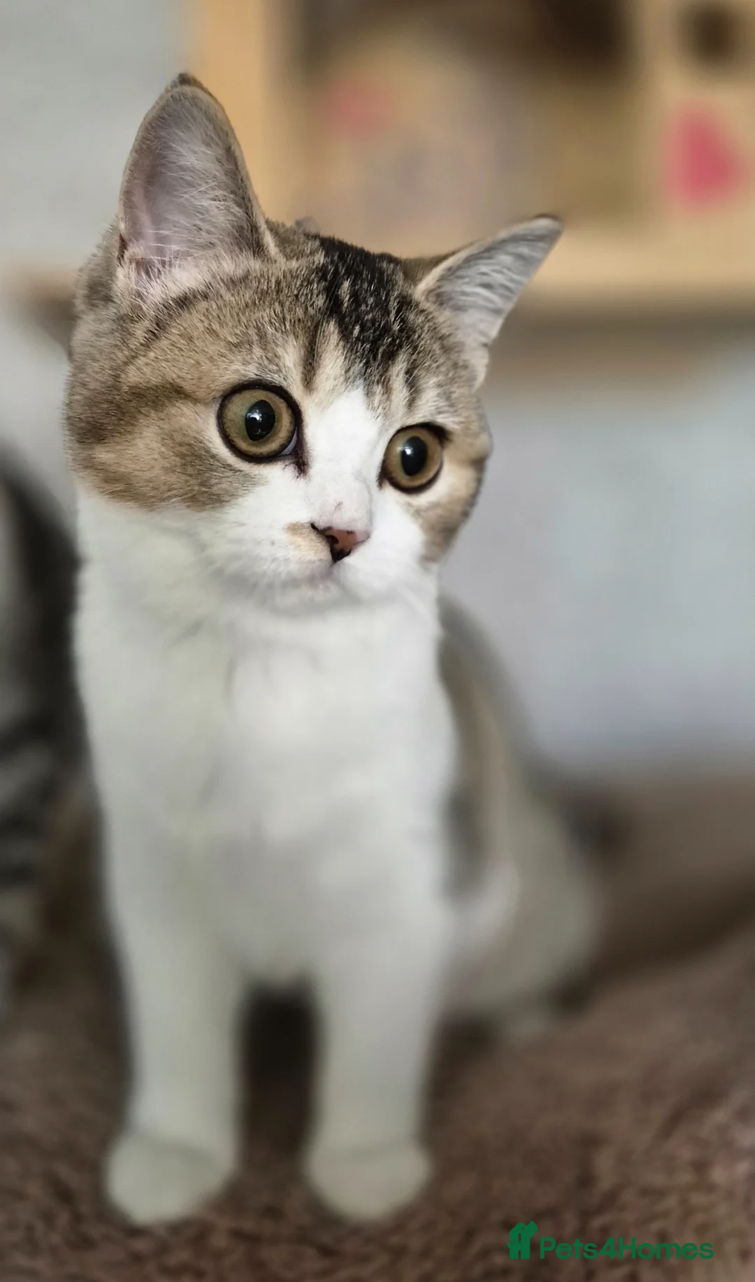 Scottish Fold cats for sale: Ready to go TICA reg. British Shorthair kittens - Advert 2