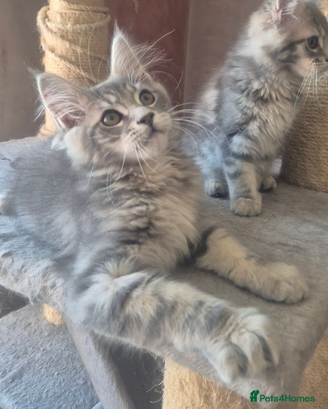 Maine Coon cats for sale: Beautiful Maine Coon kittens  - Image 8