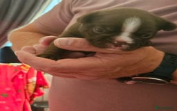 Mixed Breed dogs for sale: Frenchton Pups - Image 14