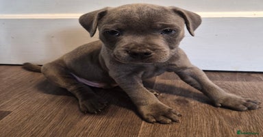 Staffordshire Bull Terrier dogs - Advert 3