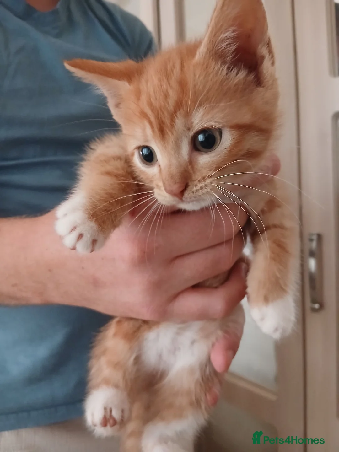 Mixed Breed cats for sale: 5 Beautiful Kittens Looking for Forever Homes - Advert 1