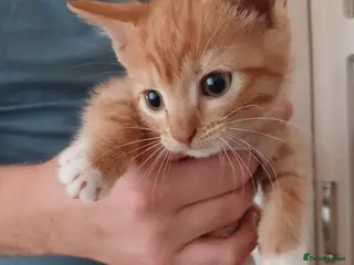 Mixed Breed cats 5 Beautiful Kittens Looking for Forever Homes - Advert 1