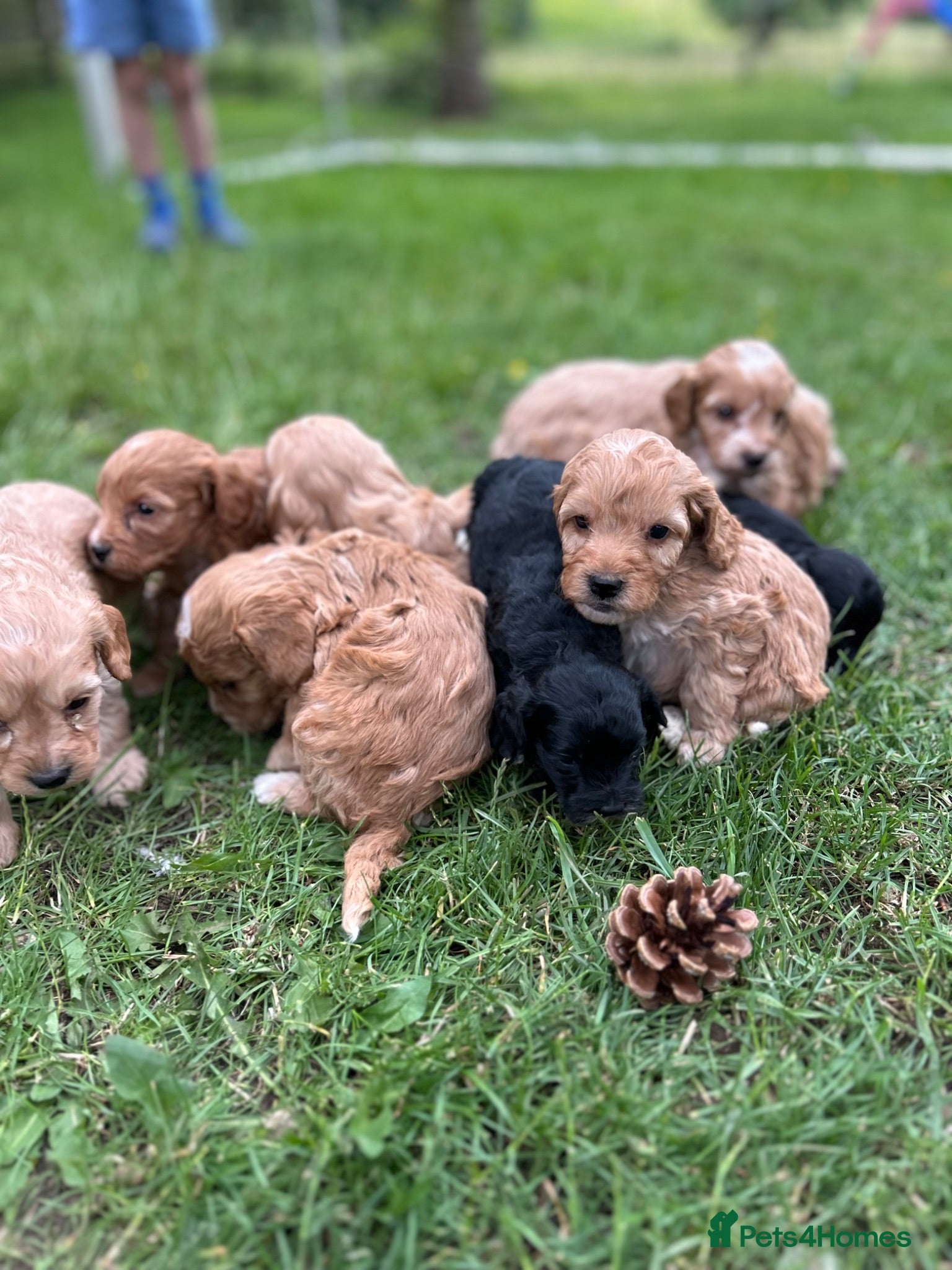 Cockapoo dogs Gorgeous F1 Cockerpoo puppies - Advert 2