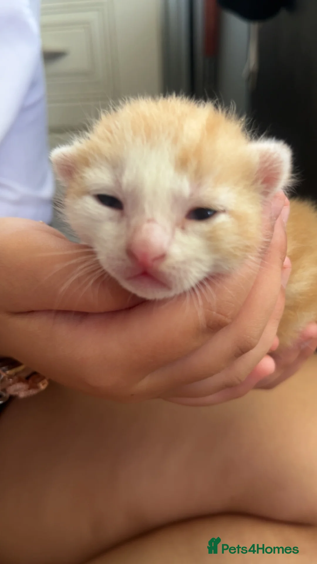 Mixed Breed cats for sale: selling 5 female kittens & mother in Coventry - Advert 6