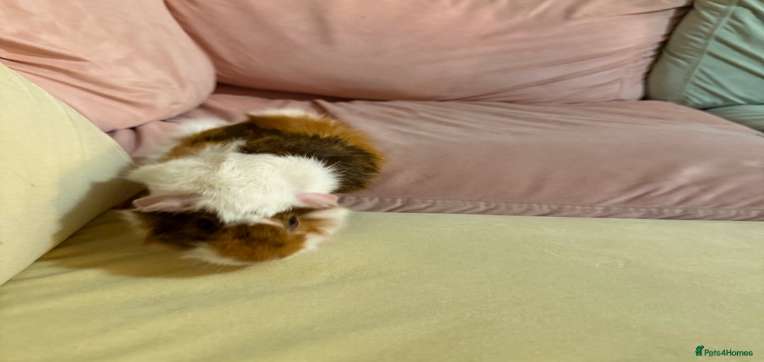 Gallery Image {{count}}