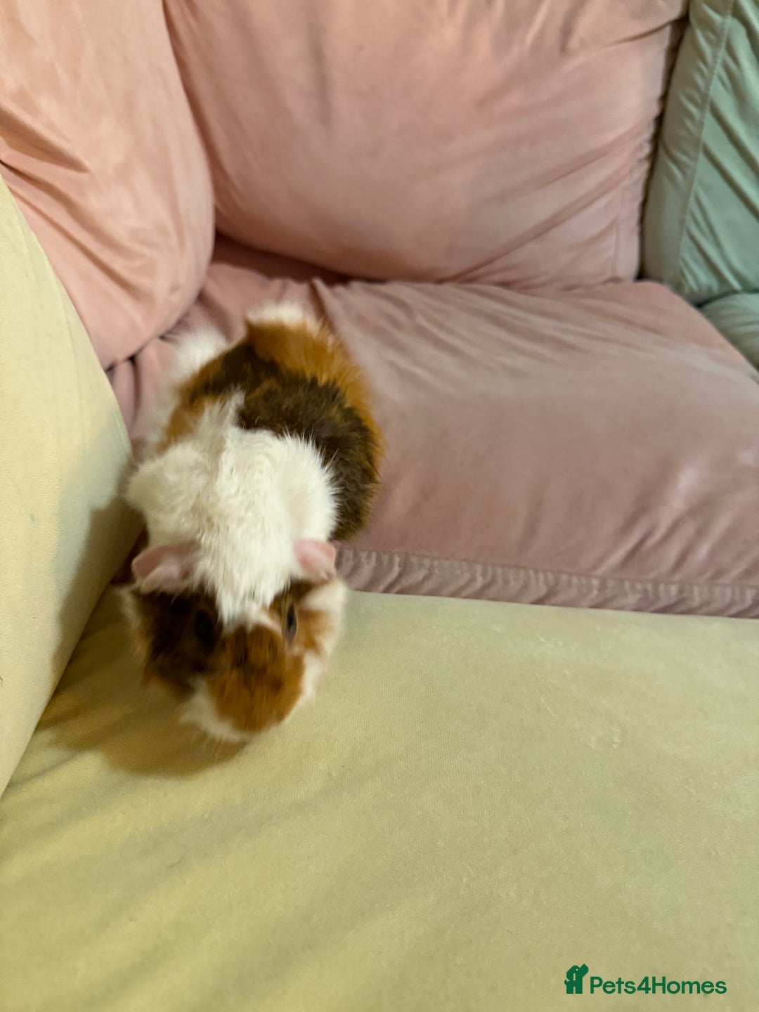 Gallery Image {{count}}