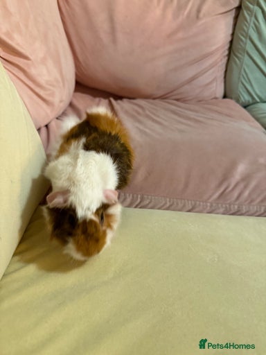 Gallery Image {{count}}