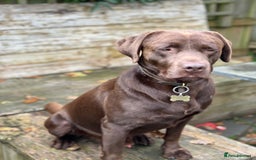 Labrador Retriever dogs for sale: Health Tested KC Male Labrador For Sale - Image 3