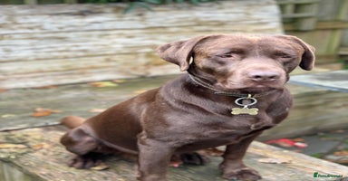 Labrador Retriever dogs - Advert 7