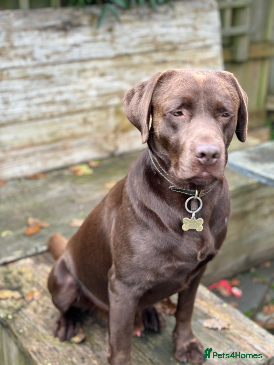 Labrador Retriever dogs for sale: Health Tested KC Male Labrador For Sale - Image 3