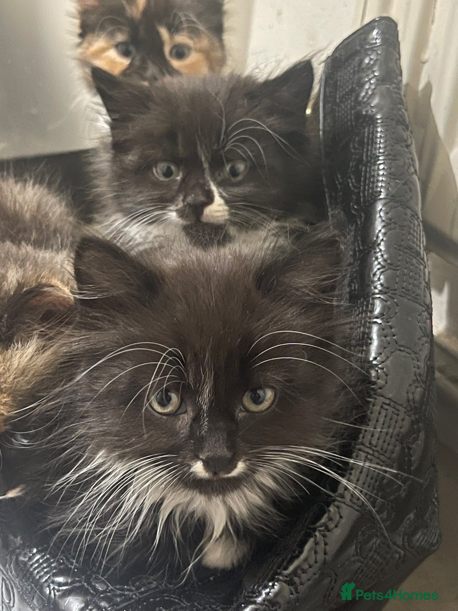 Mixed Breed cats 1/4 BSH kittens  - Advert 10