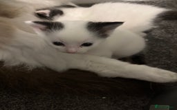 Ragdoll cats for sale: Ragdoll cross - Advert 4