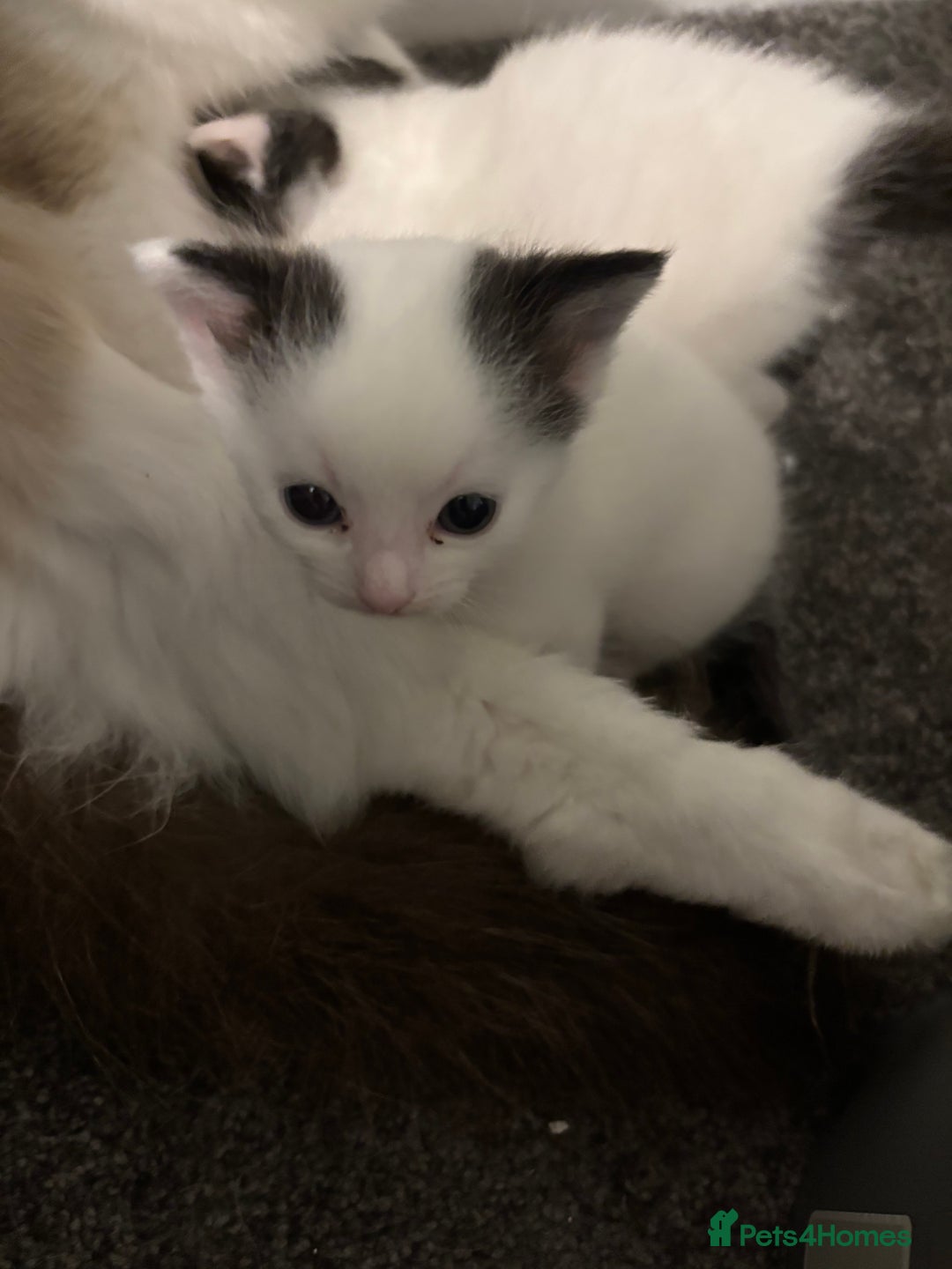 Ragdoll cats for sale: Ragdoll cross - Advert 4