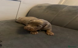 Dachshund dogs for sale: Dachshund - Image 2