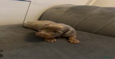 Dachshund dogs - Advert 2