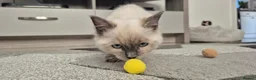 Ragdoll cats for sale: Female gorgeous ragdoll - Advert 4