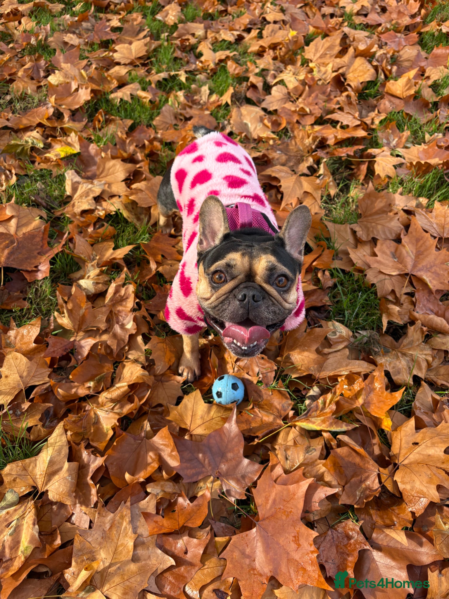 French Bulldog dogs 4 year old frenchie girl in need of a new home - Advert 1