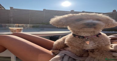 Mixed Breed dogs - Advert 11