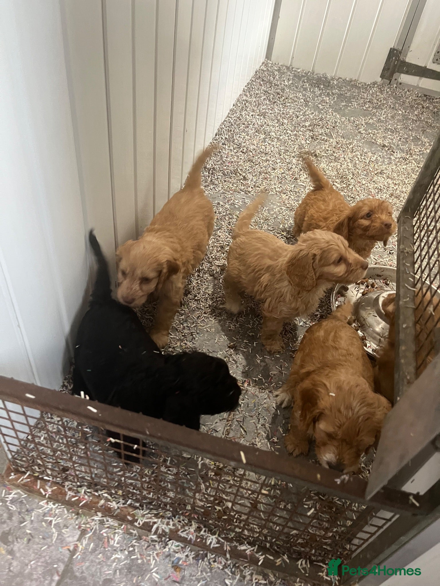 Cockapoo dogs F1 cockapoo Red girl available reg breeder - Advert 2