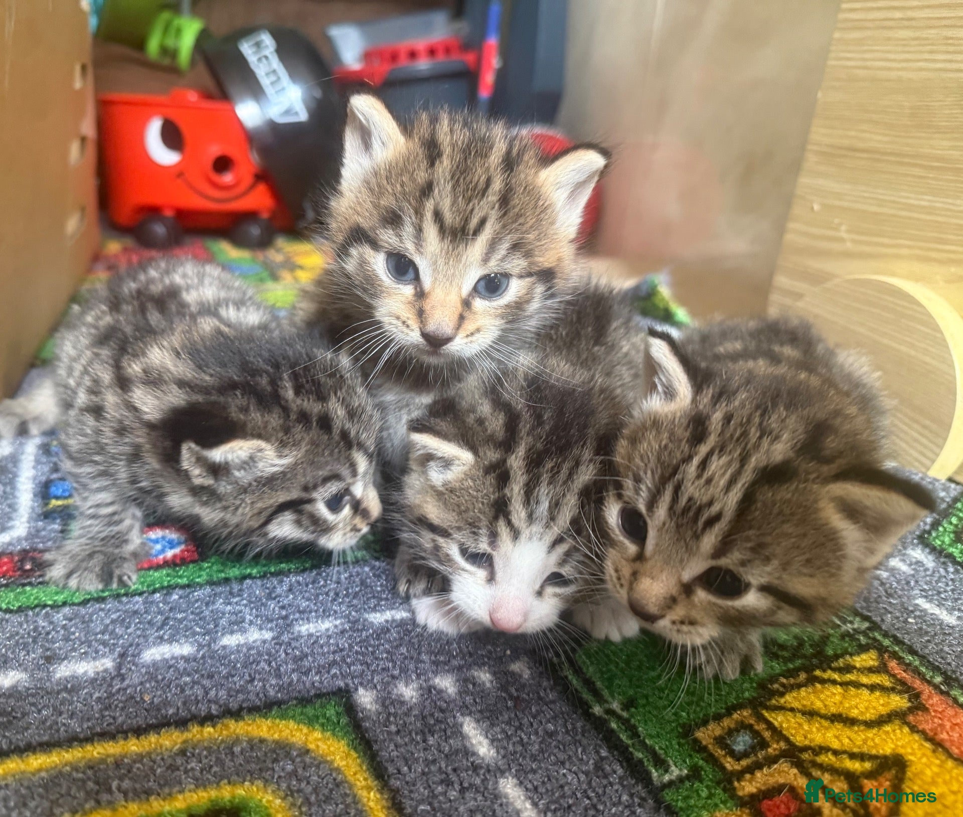 Mixed Breed cats 4 kittens 2 boys 2 girls  - Advert 1