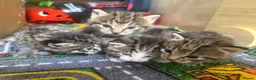 Mixed Breed cats for sale: 4 kittens 2 boys 2 girls  - Advert 1