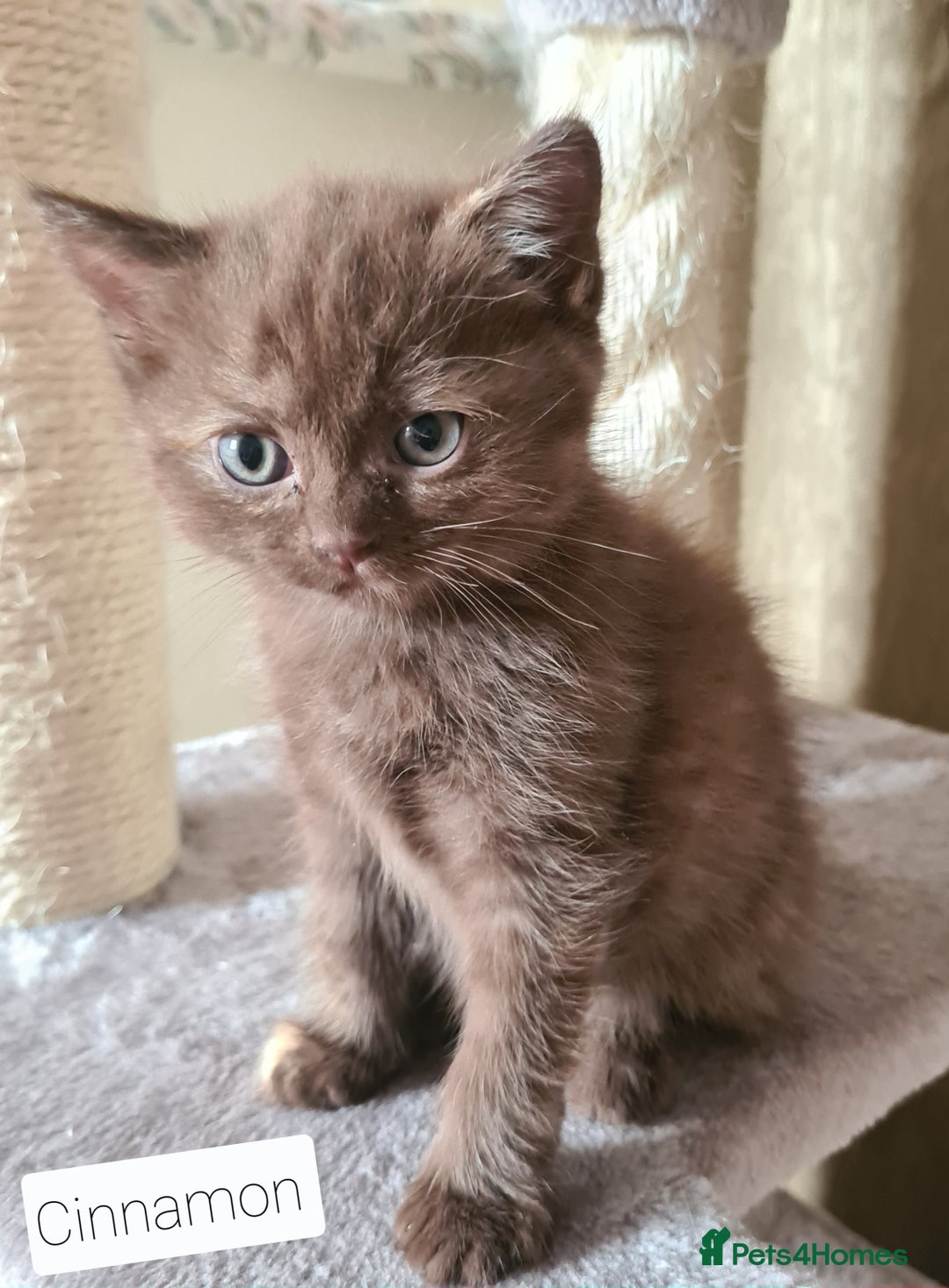 British Shorthair cats for sale: Beautiful British shorthair kittens - Image 16