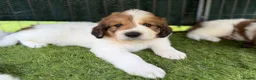 Mixed Breed dogs for sale: Golden Doodle X Pyrenees Puppies Ready next week.  - Advert 14