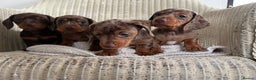 Miniature Dachshund dogs for sale: Miniature dachshund puppies - Advert 5
