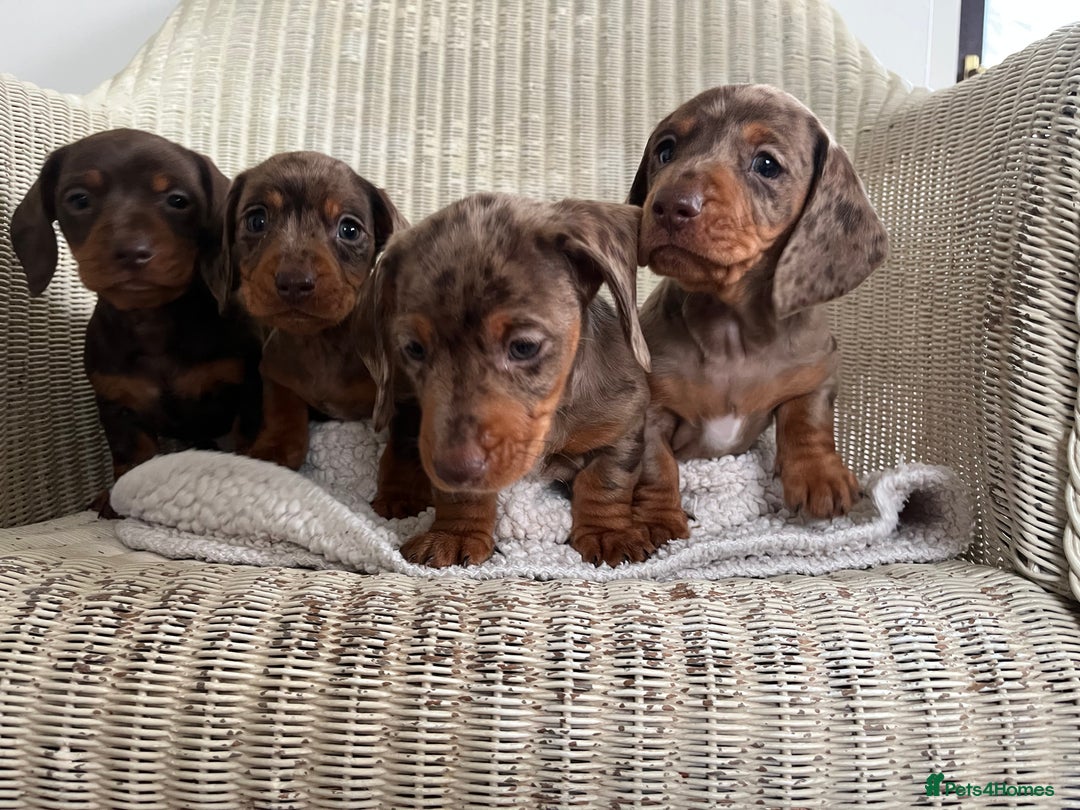 Miniature Dachshund dogs for sale: Miniature dachshund puppies - Advert 5