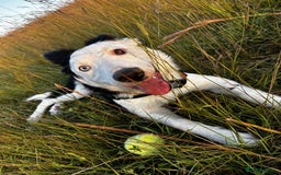 Border Collie dogs for sale: Atlas, beautiful border collie - Image 7