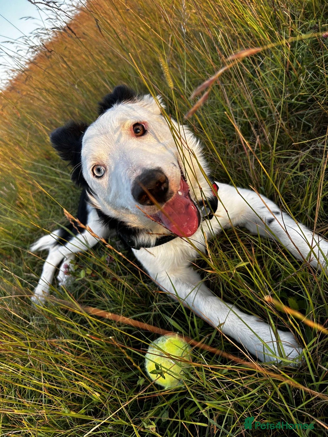 Border Collie dogs for sale: Atlas, beautiful border collie - Image 7