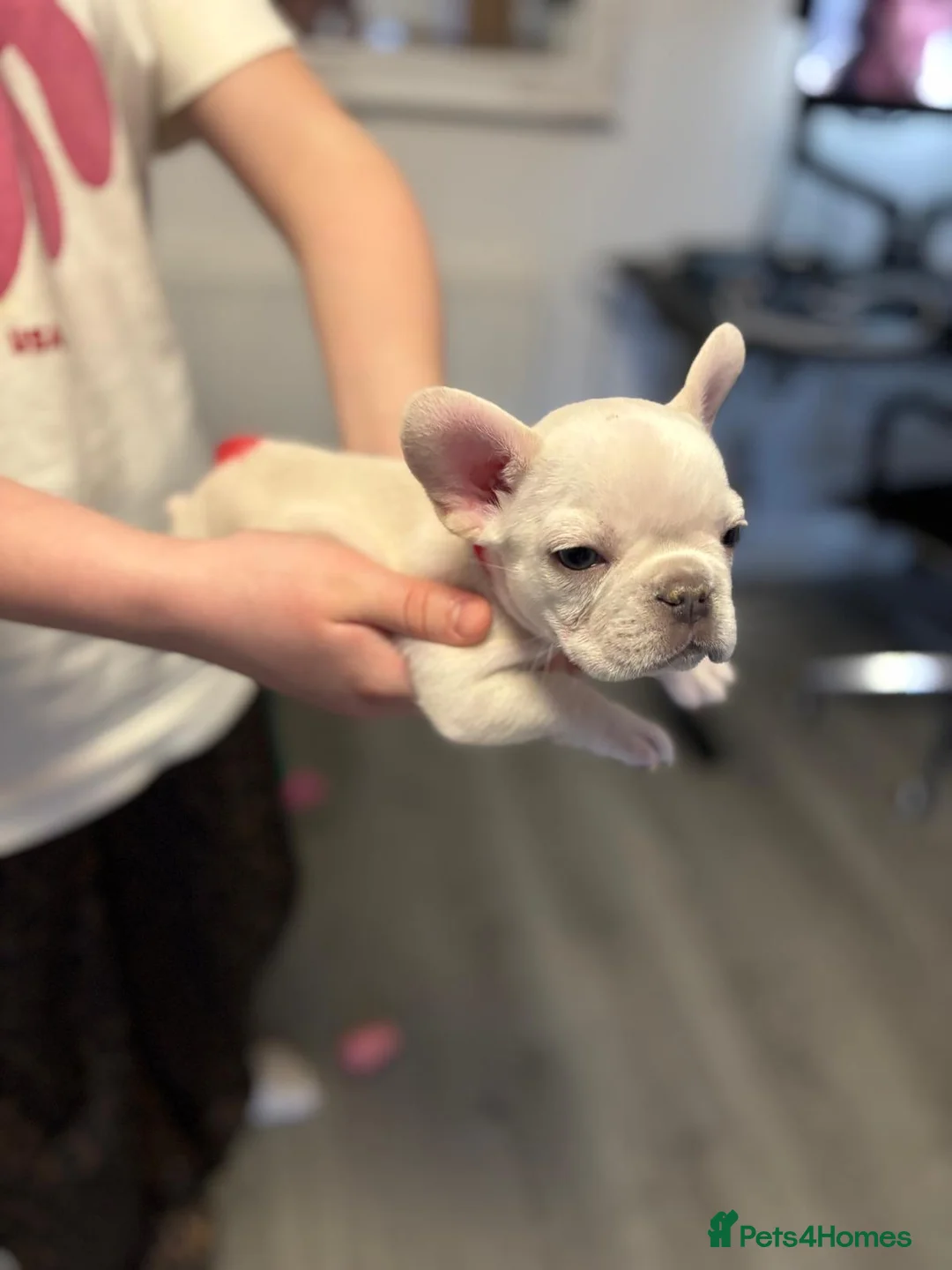 French Bulldog dogs for sale: Ready - Lilac Platinum - Fluffy Carriers - Advert 3