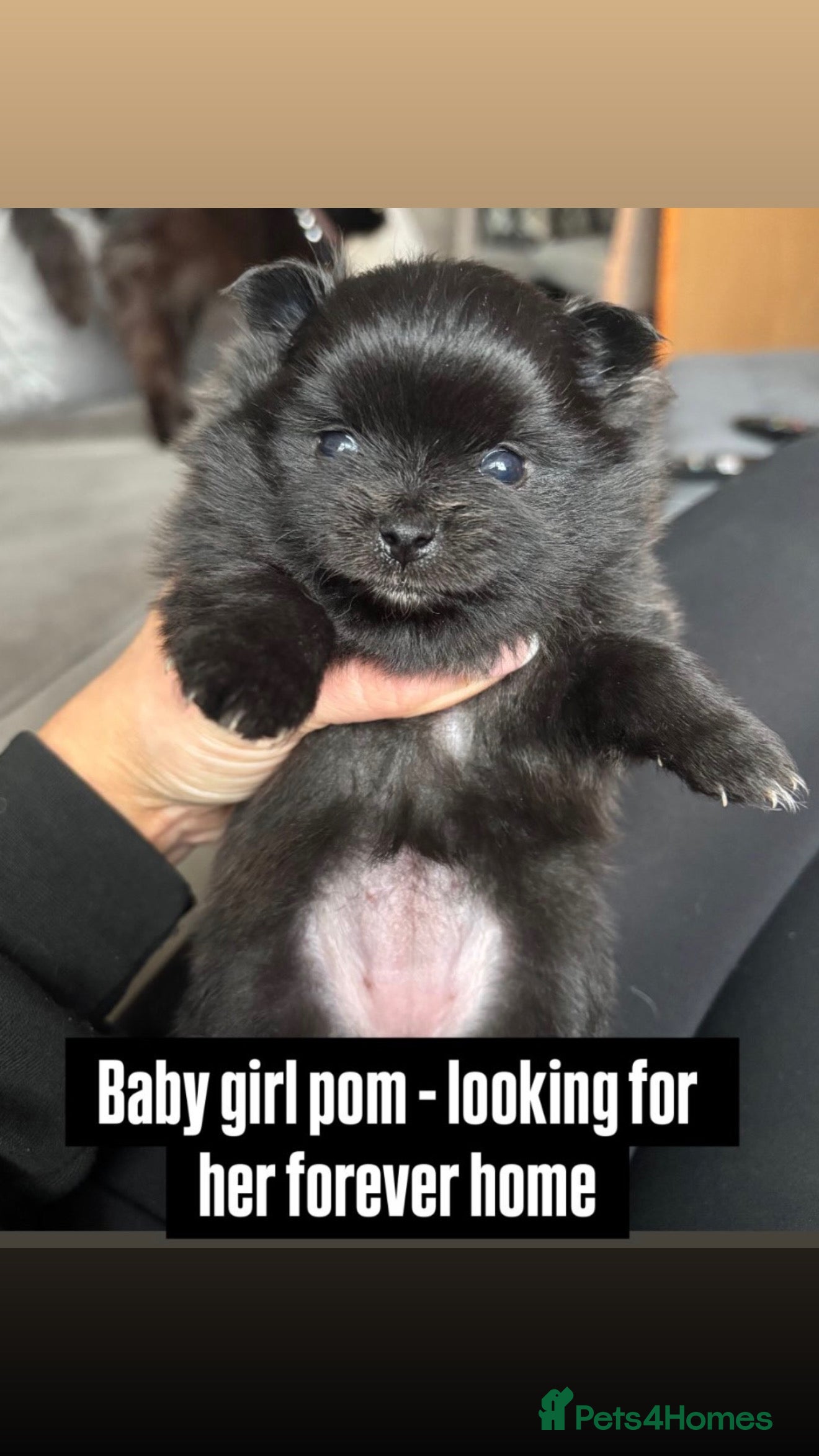 Pomeranian dogs Beatuful tiny Russian Pomeranian’s  - Advert 19