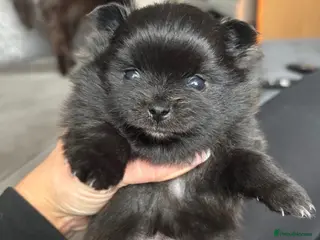 Pomeranian dogs Beatuful tiny Russian Pomeranian’s - Advert 19