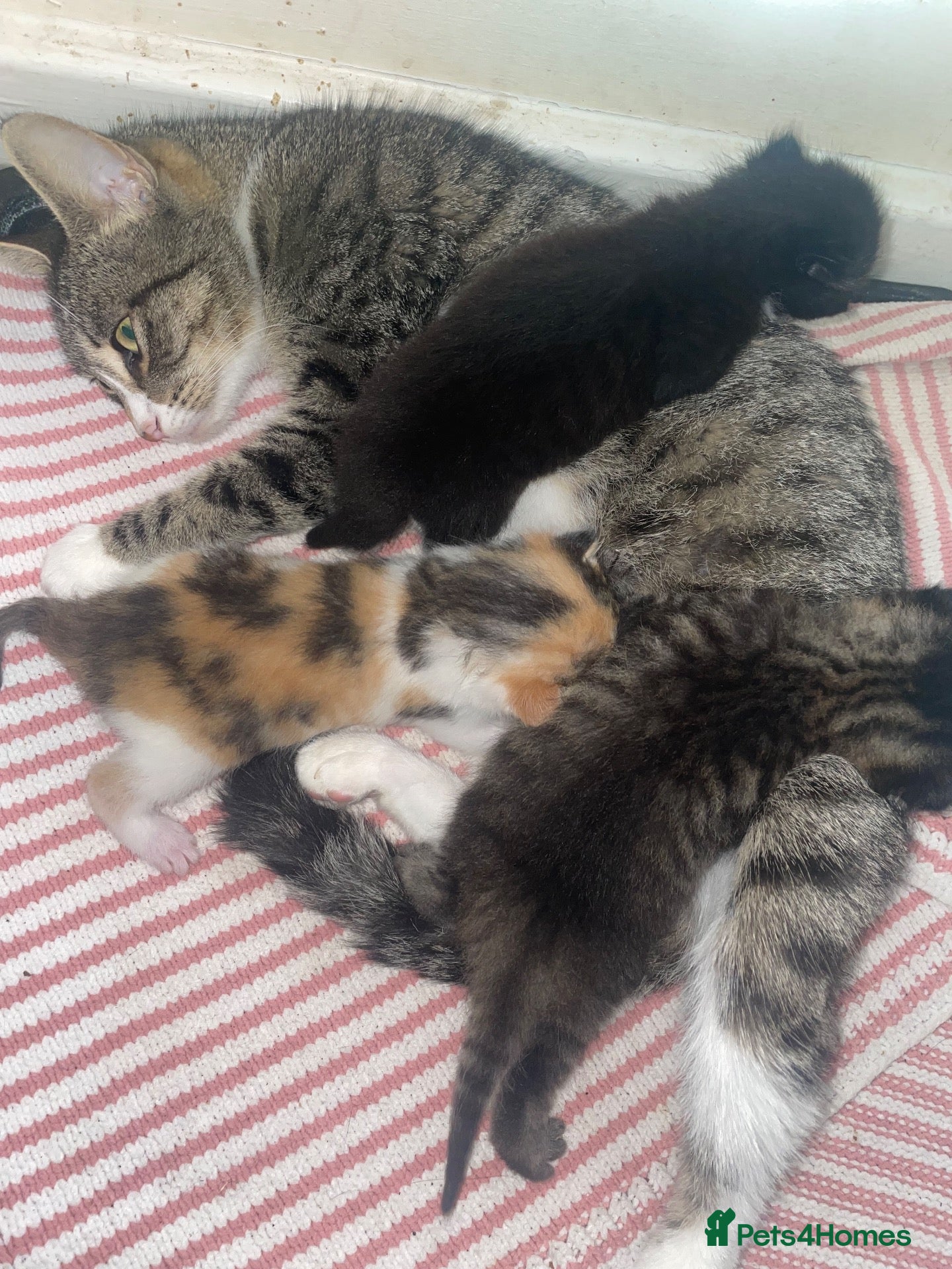 Mixed Breed cats Cats for sale - Advert 1