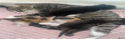 Mixed Breed cats for sale: Cats for sale in St. Neots - Advert 1