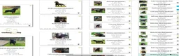 Rottweiler dogs for sale: Female Rottweiler 16 months old for show& breeding - Advert 8