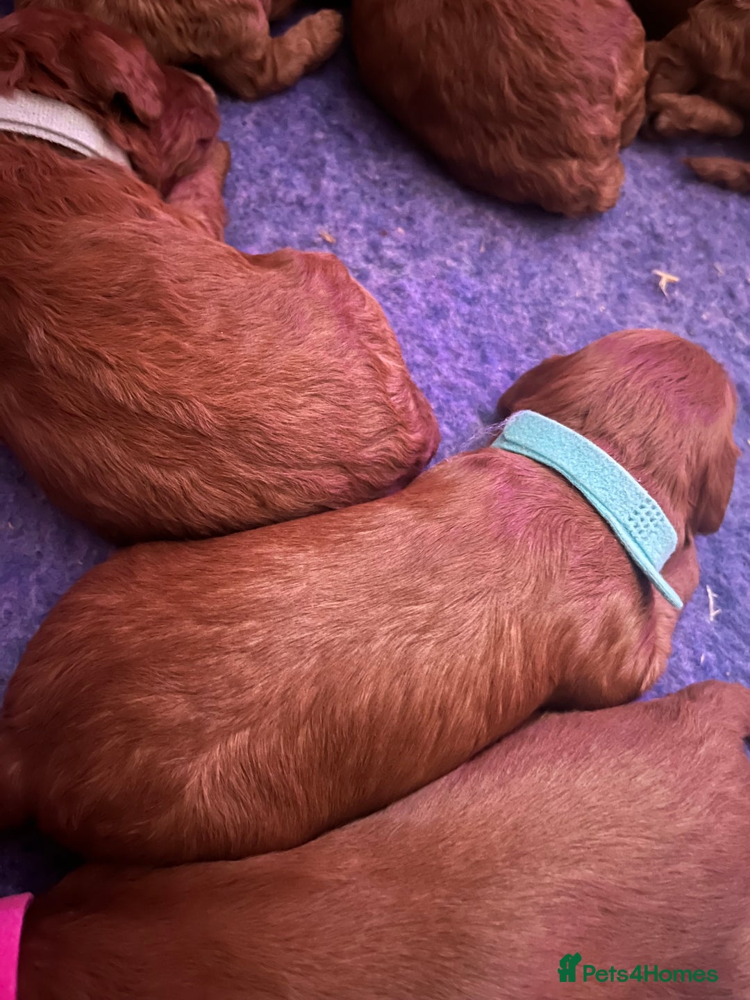 Cockapoo dogs for sale: Gorgeous F1b fox red cockapoo puppies  - Image 9