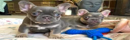 French Bulldog dogs for sale: 2 LEFT!! TOP QUALITY FRENCH BULLDOG PUPPIES - Advert 32