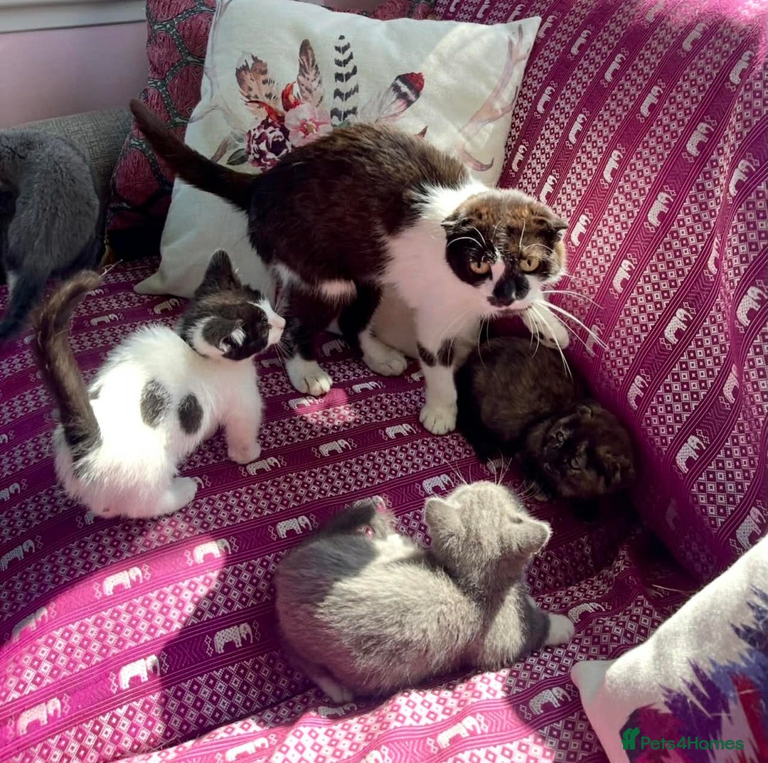 Munchkin cats for sale: Munchkin x Scottish Fold - Advert 2