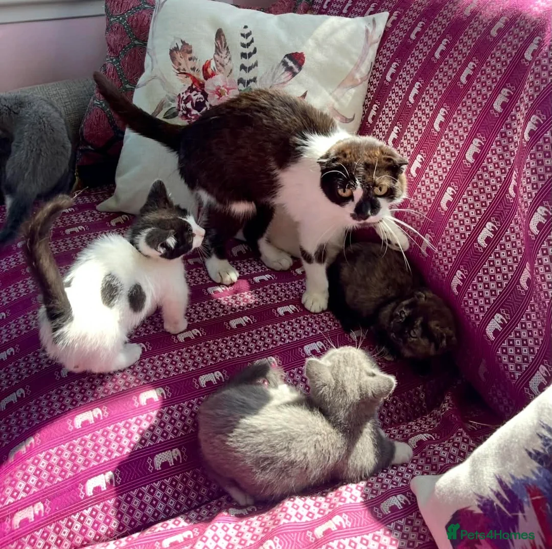 Munchkin cats for sale: Munchkin x Scottish Fold - Advert 2