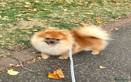 Pomeranian dogs for sale: Beautiful Pomeranian Grill - Image 7