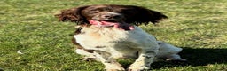 English Springer Spaniel dogs for stud: PROVEN English Springer Spaniel STUD Health Tested in Clacton-on-Sea - Advert 17