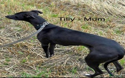 Whippet dogs for sale: Beautiful Whippet puppies for sale!  - Image 8